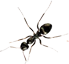 The Ant