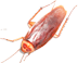 The Cockroach
