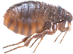 The Flea