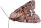The Moth
