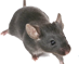 The Mouse