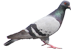 The Pigeon