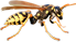 The Wasp