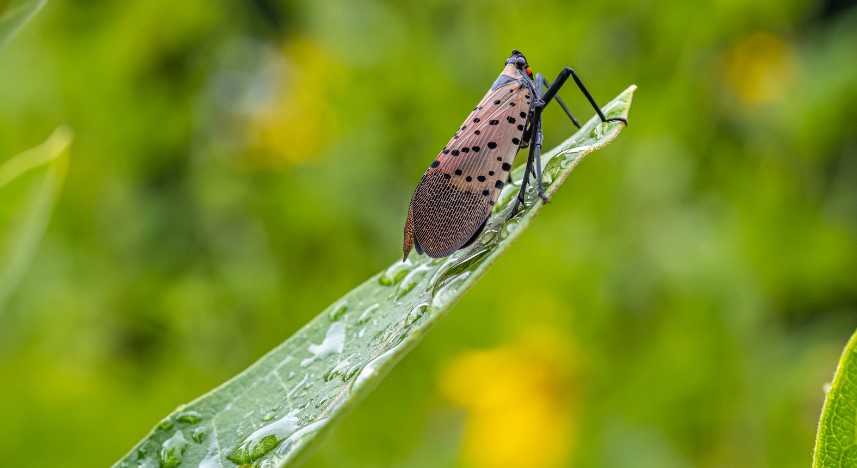 How To Get Rid Of Spotted Lanternflies Empire Pest Control London