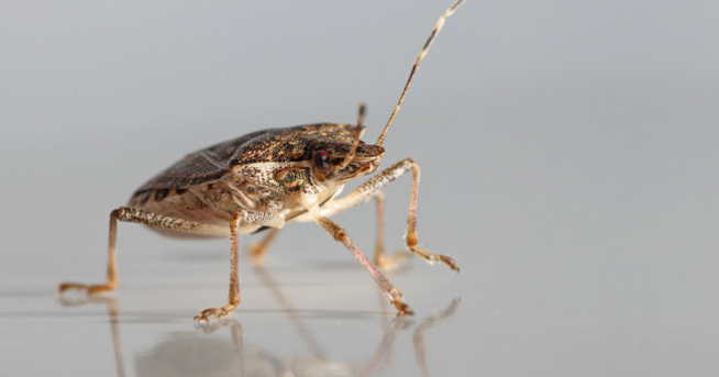 Hvordan Holde Stinkende Skadedyr Borte Fra Hjemmet Ditt Skadedyr Norge