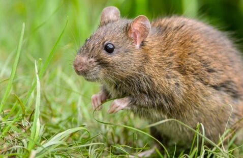 Are Brown Rats Dangerous?