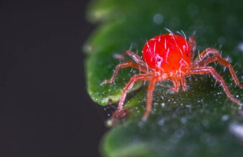 Are Red Spider Mites Harmful to Humans?