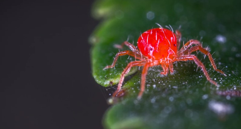 Are Red Spider Mites Harmful to Humans?