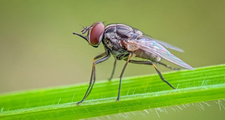 Are Stable Flies Dangerous? | Empire Pest Control London