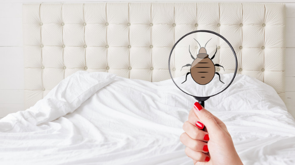 6 Pest Control Myths Debunked