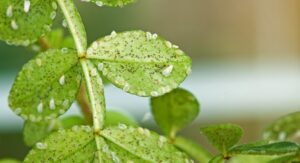 Cucumber Vein Yellowing Virus