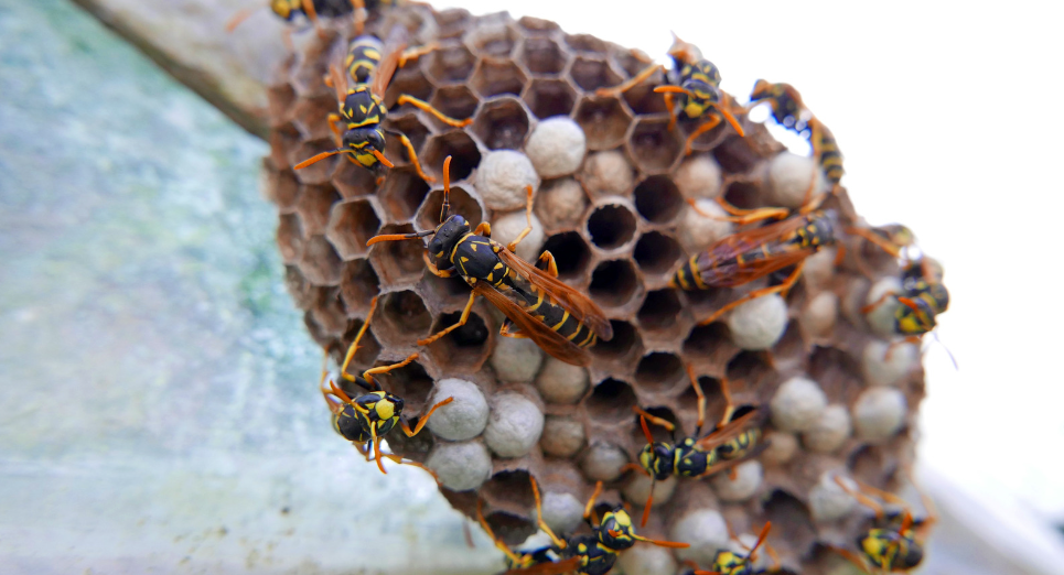 What To Do When You Find A Wasp Nest Empire Pest Control London