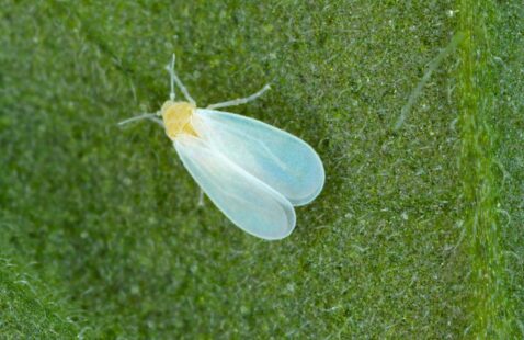 What Diseases Are Caused by Whiteflies?