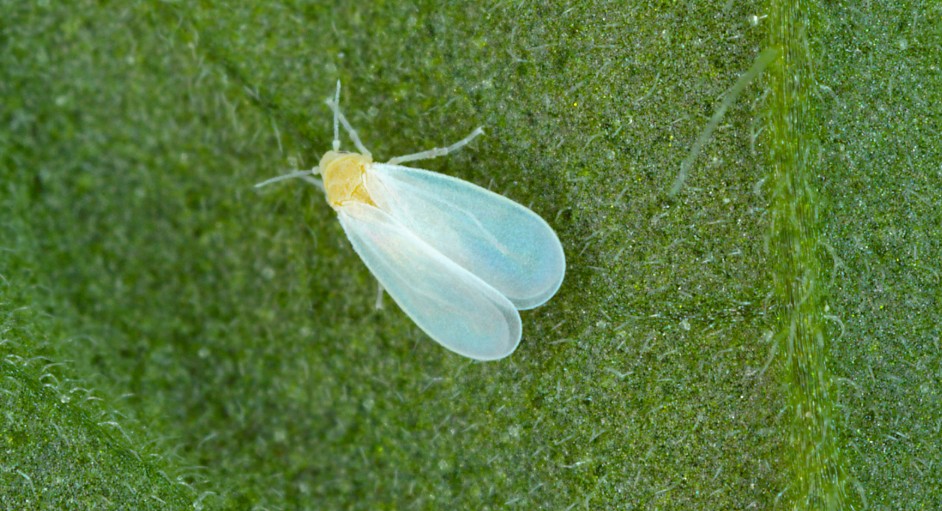 What Diseases Are Caused by Whiteflies?