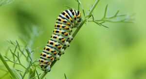 Caterpillar-Repellent Plants