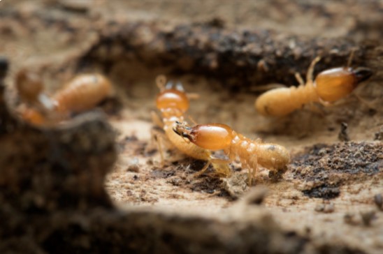 How to get of Termites Permanently?