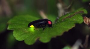 Homemade Firefly Traps