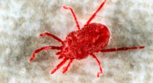 How Can You Prevent and Manage Red Spider Mites