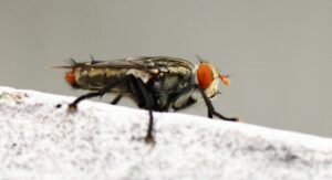 How To Get Rid of Cluster Flies