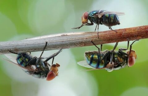 How To Get Rid of Cluster Flies?