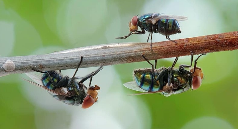 How To Get Rid of Cluster Flies?