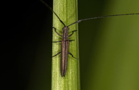 How To Get Rid of Longhorn Beetles?