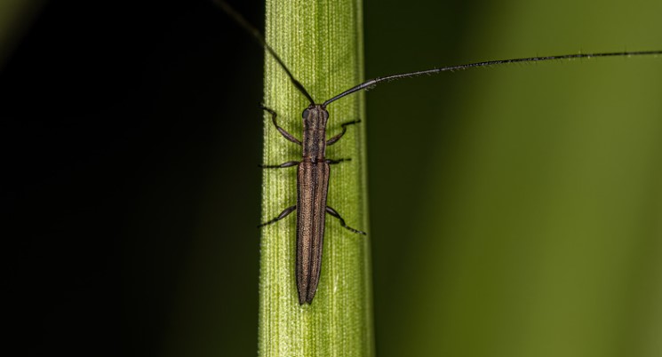 How To Get Rid of Longhorn Beetles?