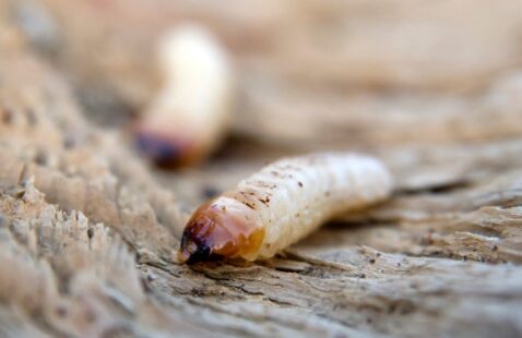 How To Get Rid of Woodworm?