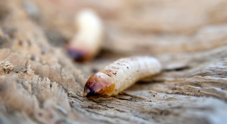 How To Get Rid of Woodworm?