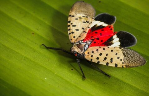 How to Destroy Lanternfly Eggs?