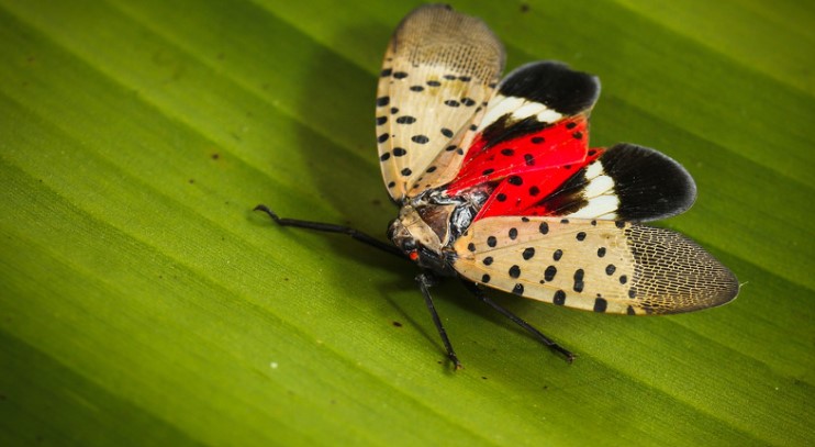 How to Destroy Lanternfly Eggs?
