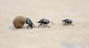 How to Get Rid of Biscuit Beetles