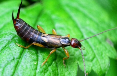 How to Get Rid of Earwigs?