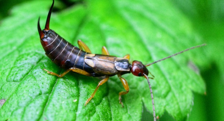 How to Get Rid of Earwigs?