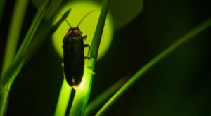 How to Get Rid of Fireflies