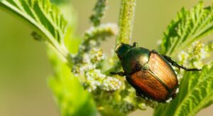 How to Get Rid of Fur Beetles