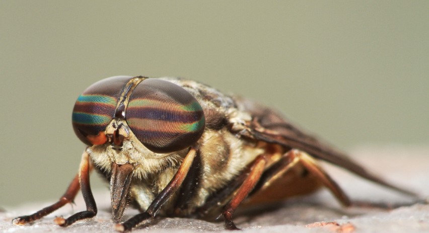 How to Identify and Get Rid of HorseFlies? | Empire Pest Control London