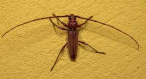 How to Get Rid of Longhorn Beetles