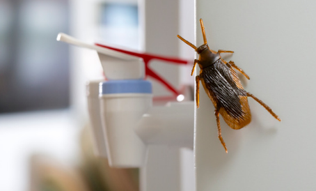 What Causes Roaches in a Clean House and How to Get Rid of them ...