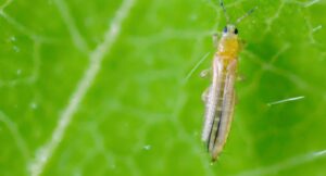 How to Get Rid of Thrips