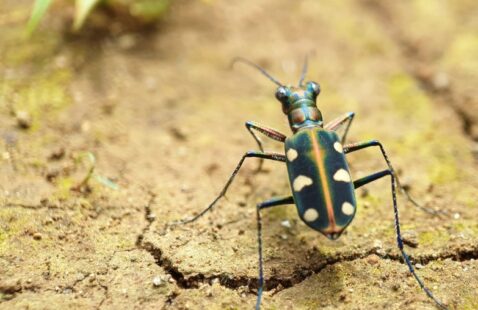 How to Get Rid of Tiger Beetles?