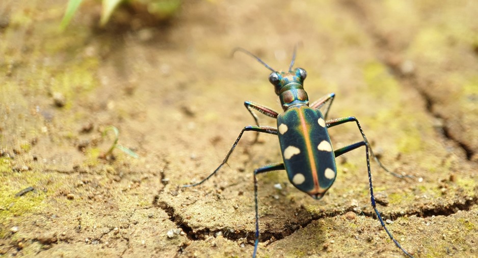 How to Get Rid of Tiger Beetles?