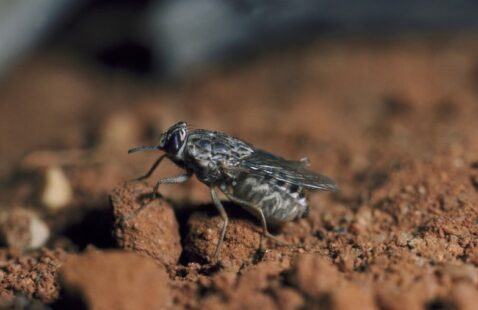 How to Get Rid of Tsetse Fly?