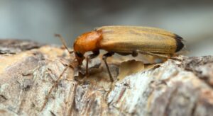 How to Get Rid of Wharf Borer