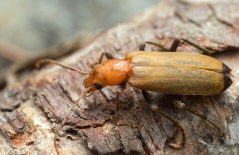 How to Get Rid of Wharf Borer?