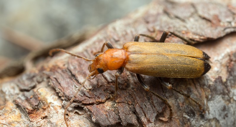 How to Get Rid of Wharf Borer?