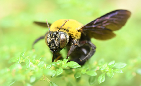 Are Carpenter Bees Beneficial?