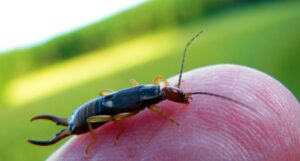 How to Identify Earwigs