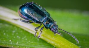 How to Identify Fur Beetles