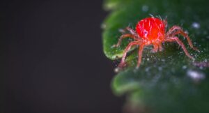 How to Identify Red Spider Mites